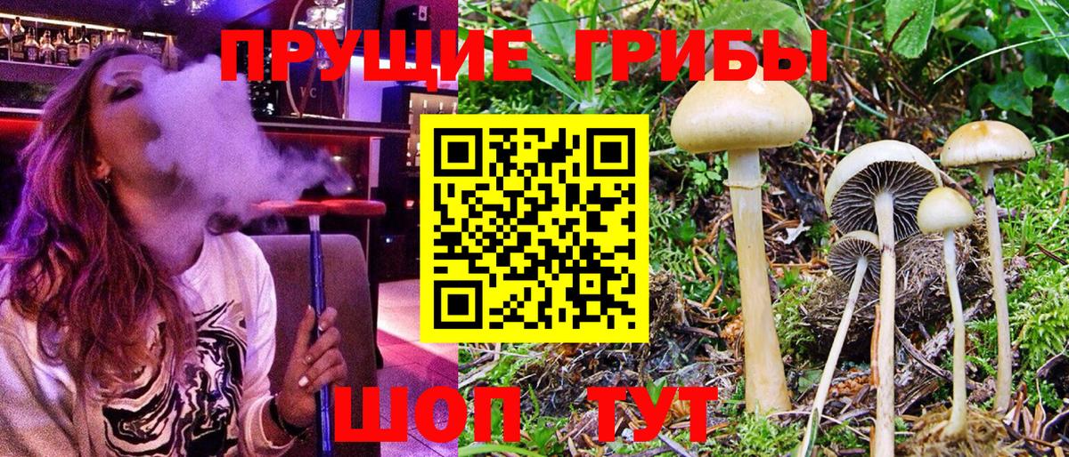 Псилоцибиновые грибы мицелий Камышин